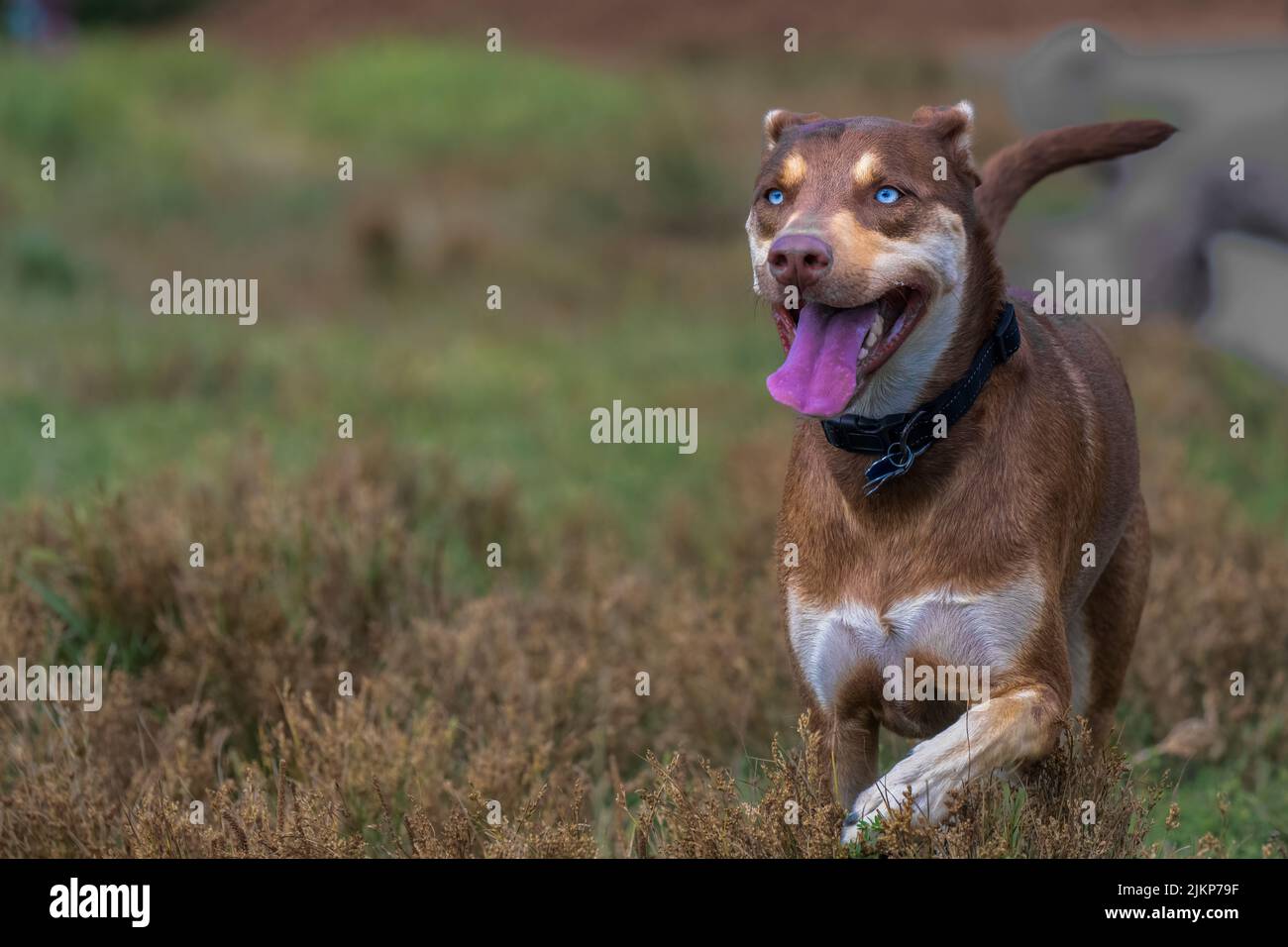 A BROWN AND WHITE MIX BREED DOG WITH BRGUTH WHITE EYES RUNNING THROUGH
