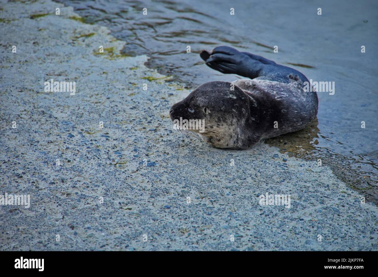 Abandoned baby seal on the sea shore waiting for her mother Stock Photo