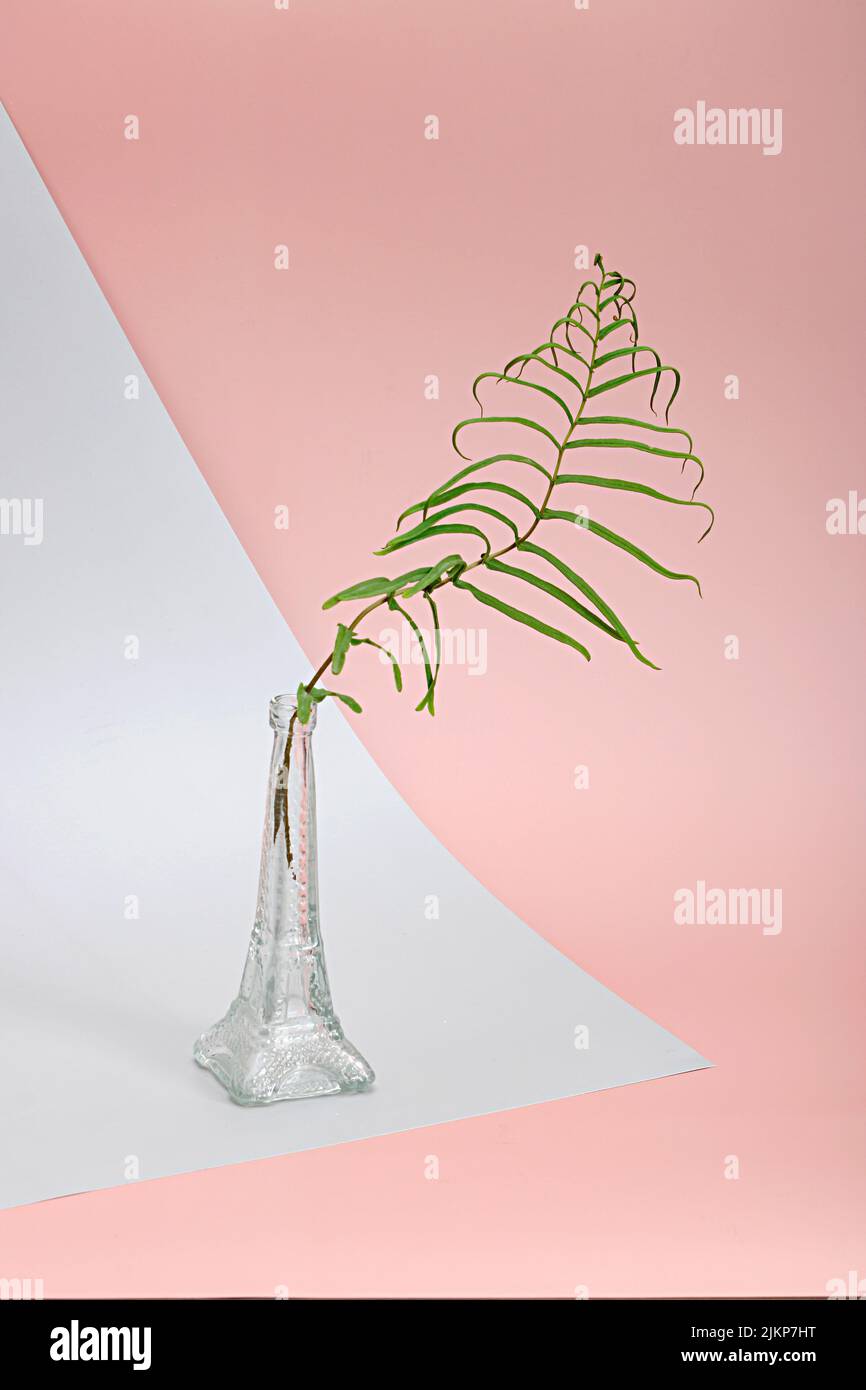 A vertical composition of a plant in vase against pink background Stock Photo