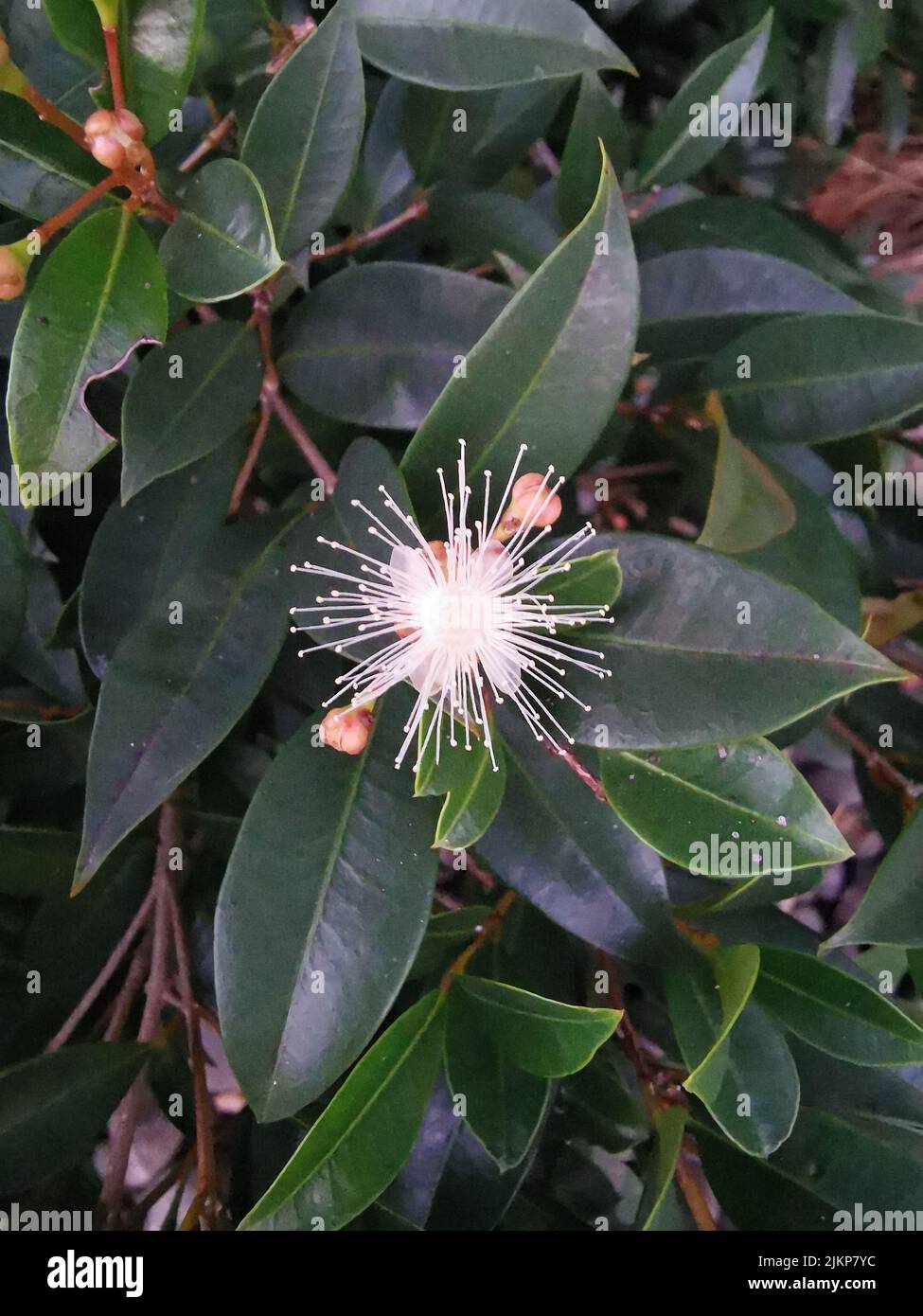 Brush Cherry Syzygium paniculatum white flower Stock Photo Alamy