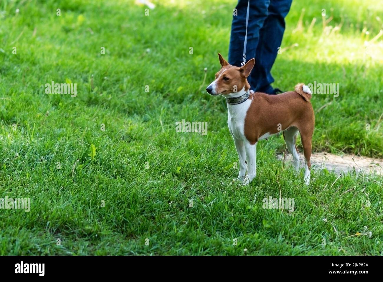 Basenji dog, on the grass, in a collar and with a leash. High quality photo Stock Photo