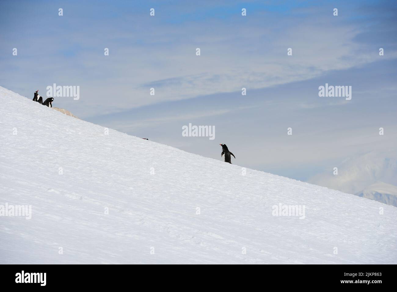 A beautiful shot of gentoo penguin walking uphill in snow trying to join its small colony on a sunny winter day in Antarctica Stock Photo