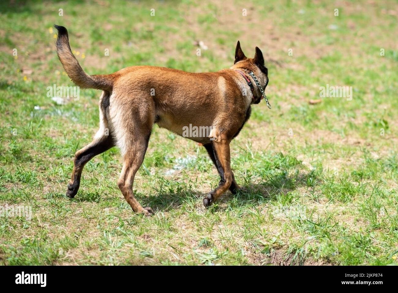 Belgian Shepherd, Malinois, for a walk in the park. High quality photo
