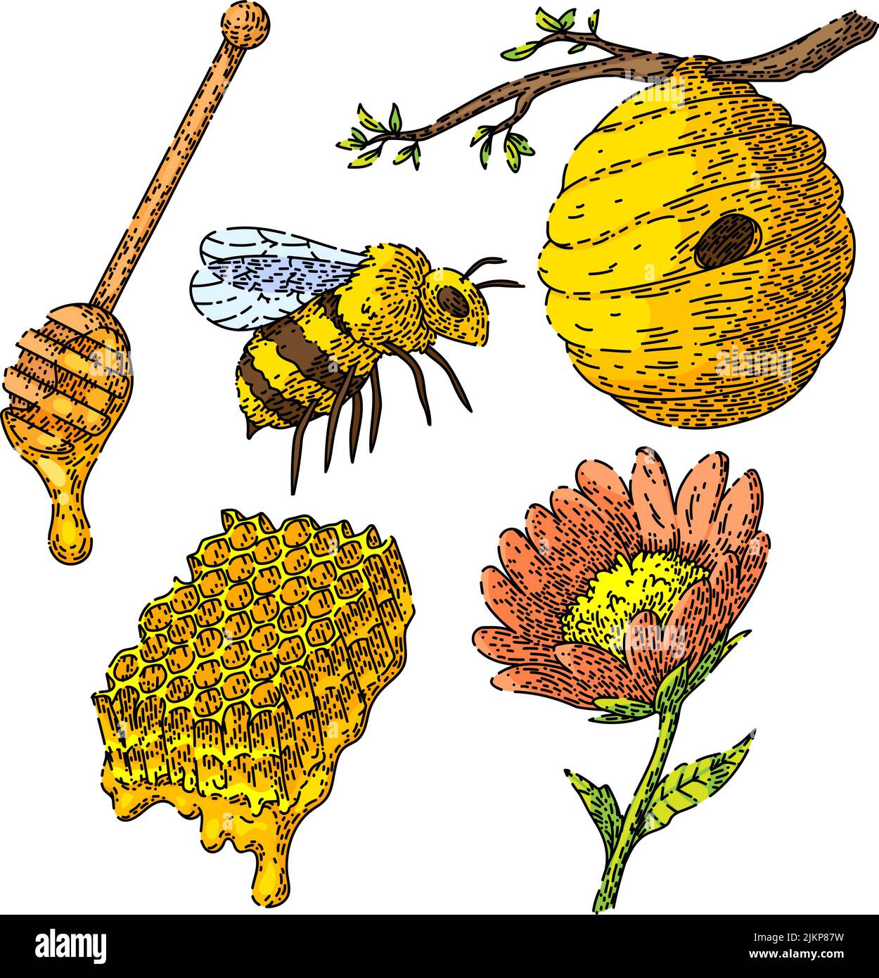 Honey Bee Set Sketch Hand Drawn Vector Stock Vector Image And Art Alamy