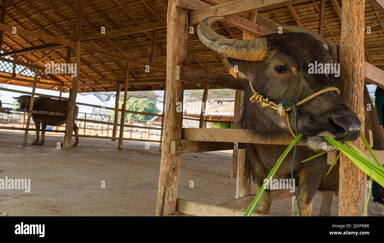 A beautiful shot of two carabao buffaloes standing in the barn and one of them is eating on a sunny day Stock Photo