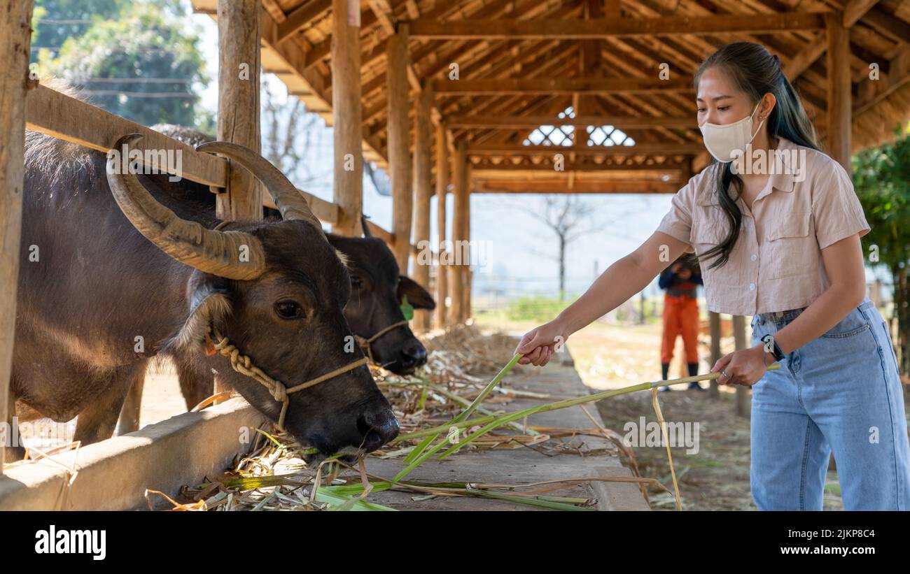 A beautiful shot of an Asian girl wearing a white mask feeding carabao buffaloes in the barn on a sunny day Stock Photo