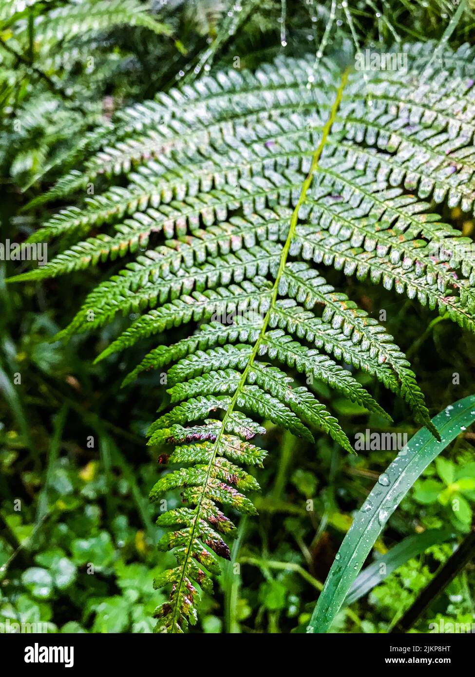 Jungle tree fern garden hi-res stock photography and images - Alamy