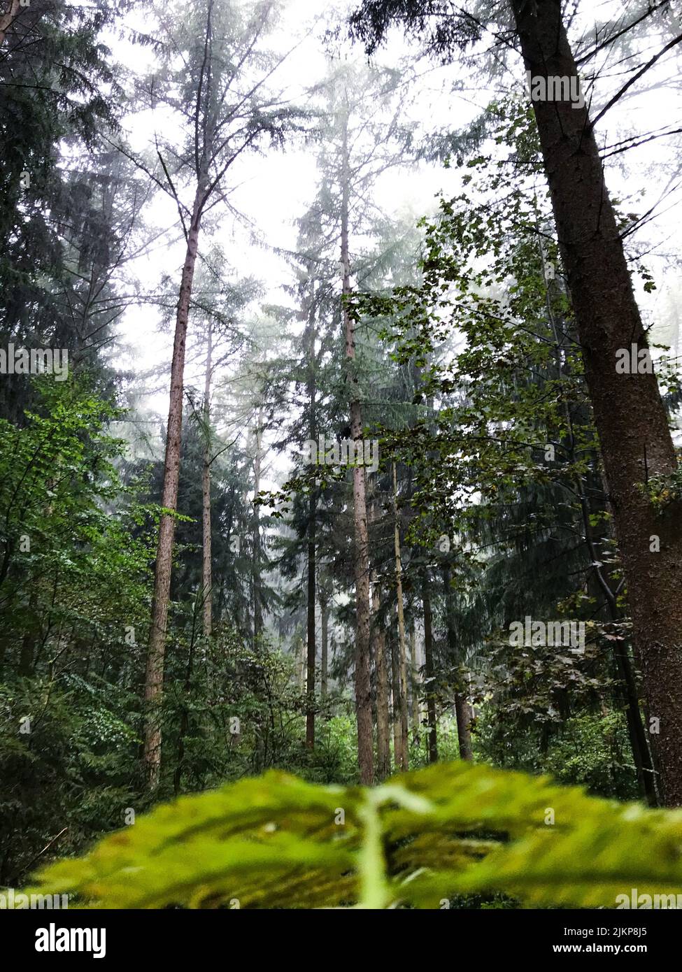 A vertical shot of an evergreen forest with tall trees on a foggy day ...