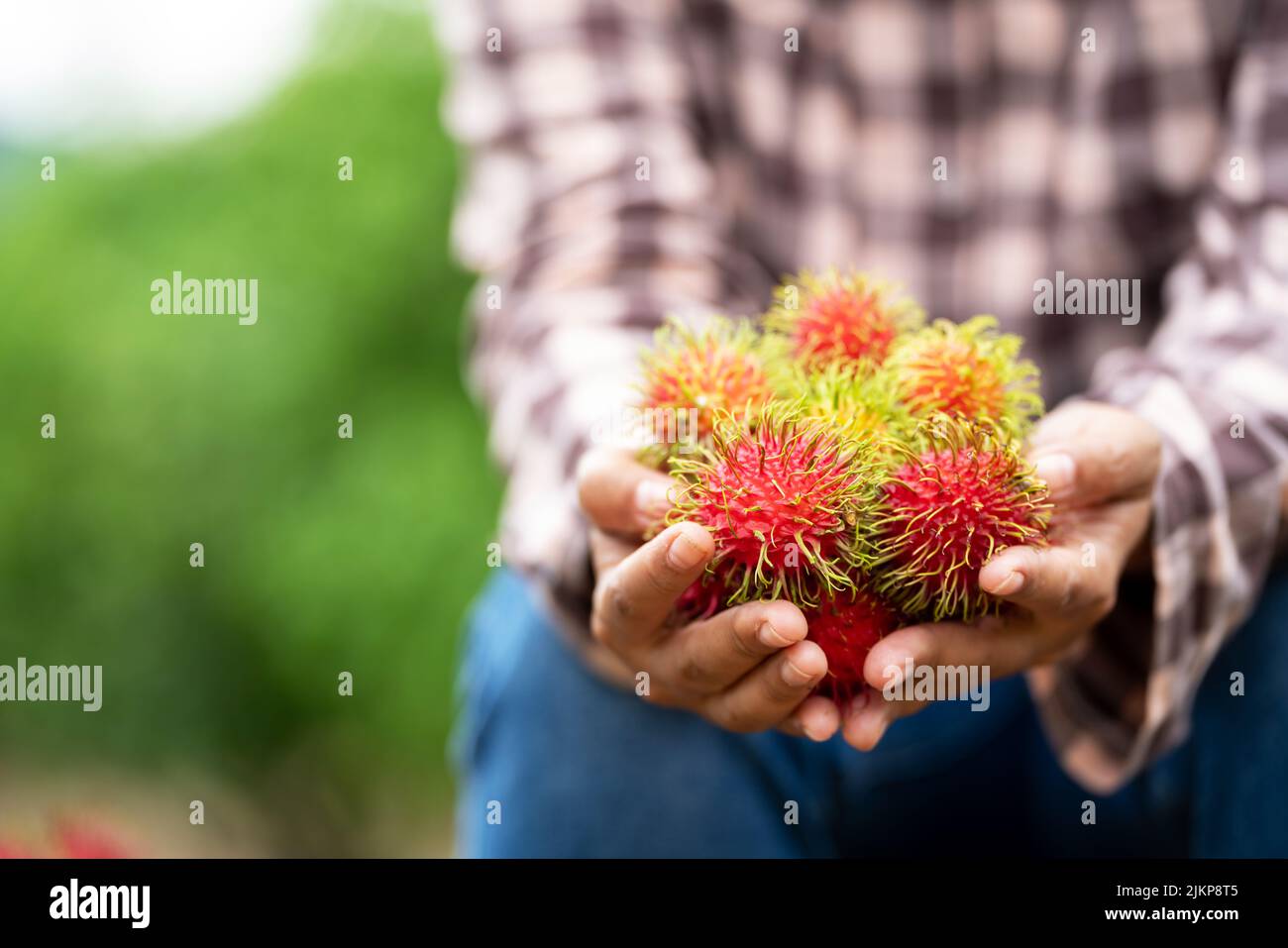 Asia Woman farmer Rambutan Farmer, female farmer holding pile of ...