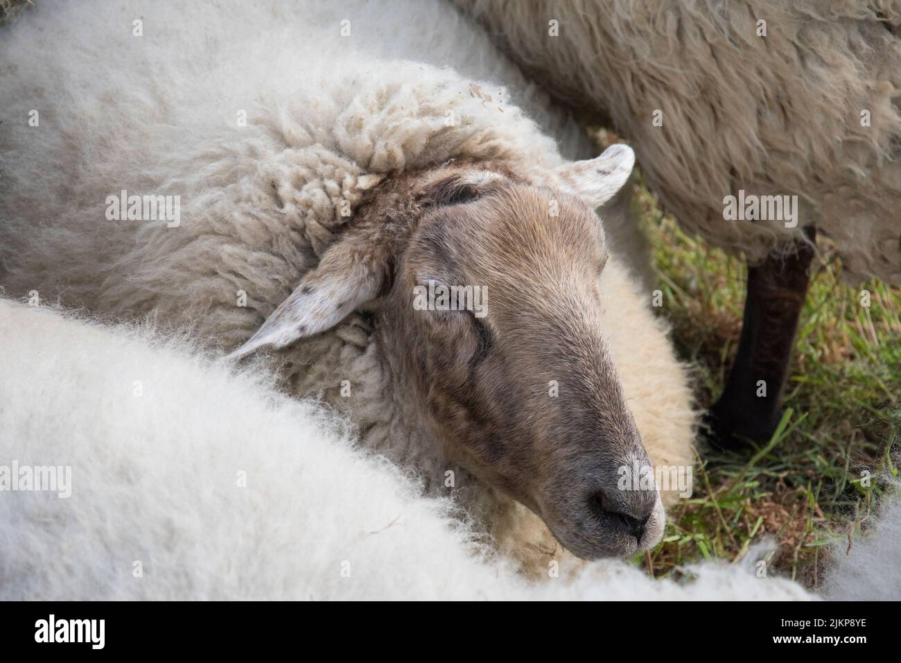 Portrait of a sheep with thick woolen fur that walks in the herd Stock Photo