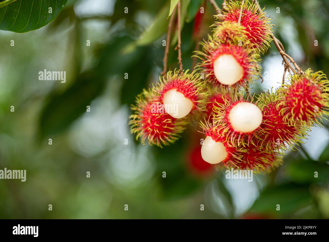 The Red Beautiful Fresh Rambutan Fruit Is On The Rambutan Tree