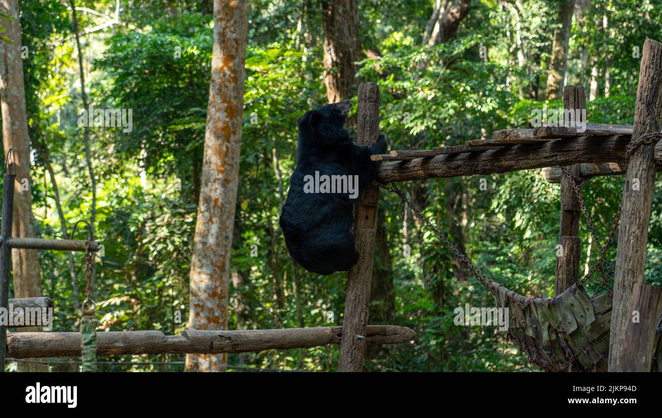 The black bears playing in the zoo Stock Photo - Alamy