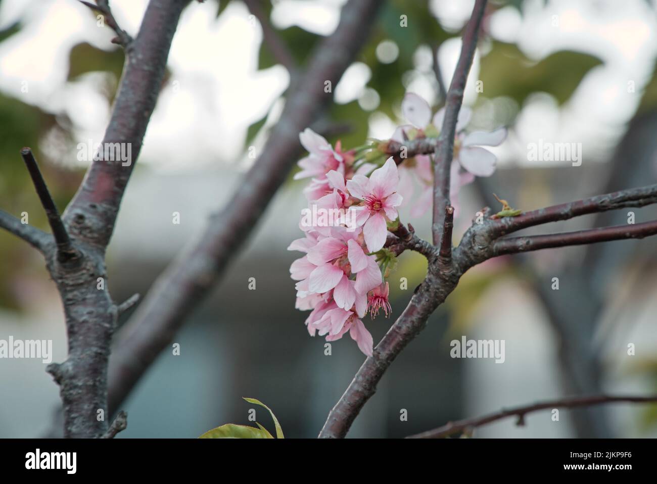 A beautiful shot of cherry blossoms during the day in spring Stock ...