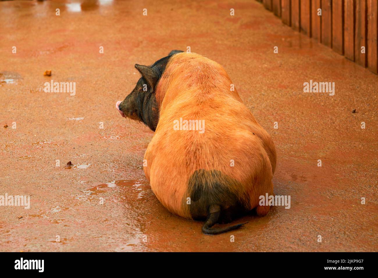 Chinese pig farms hires stock photography and images Alamy