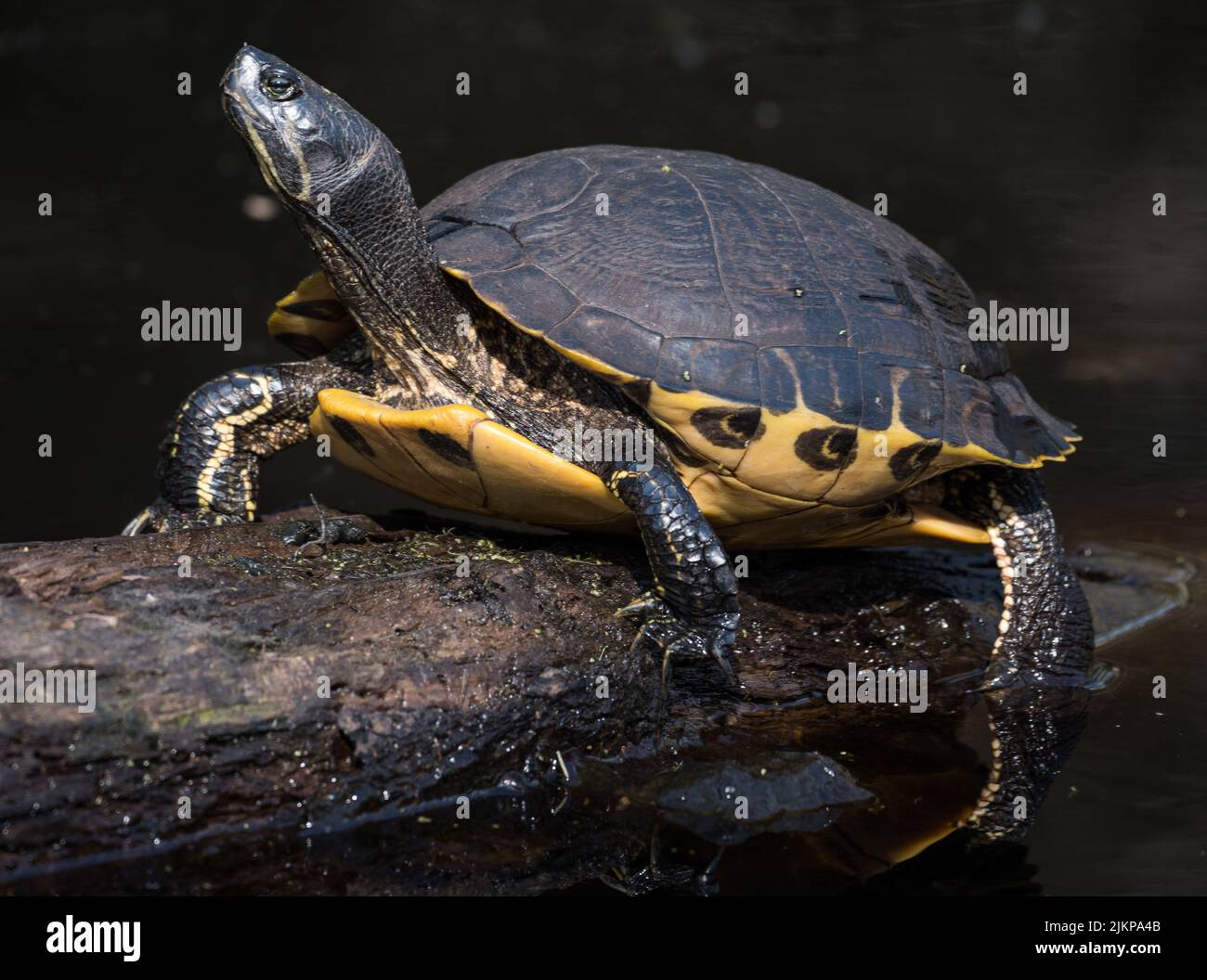 Swamp turtle hi-res stock photography and images - Alamy