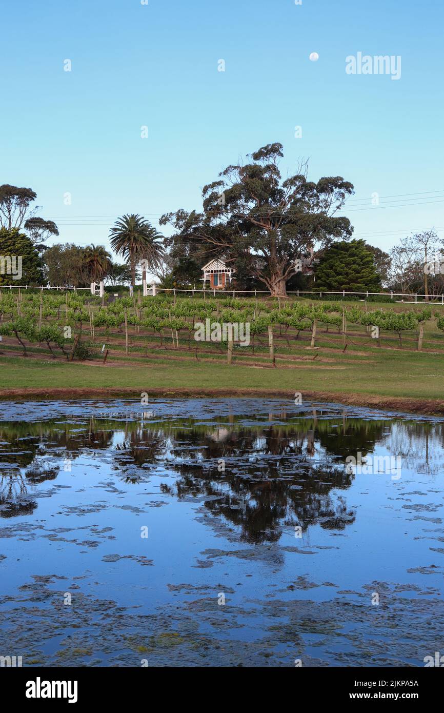 A closeup of a lake with vineyards in the background in Coolangatta Stock Photo