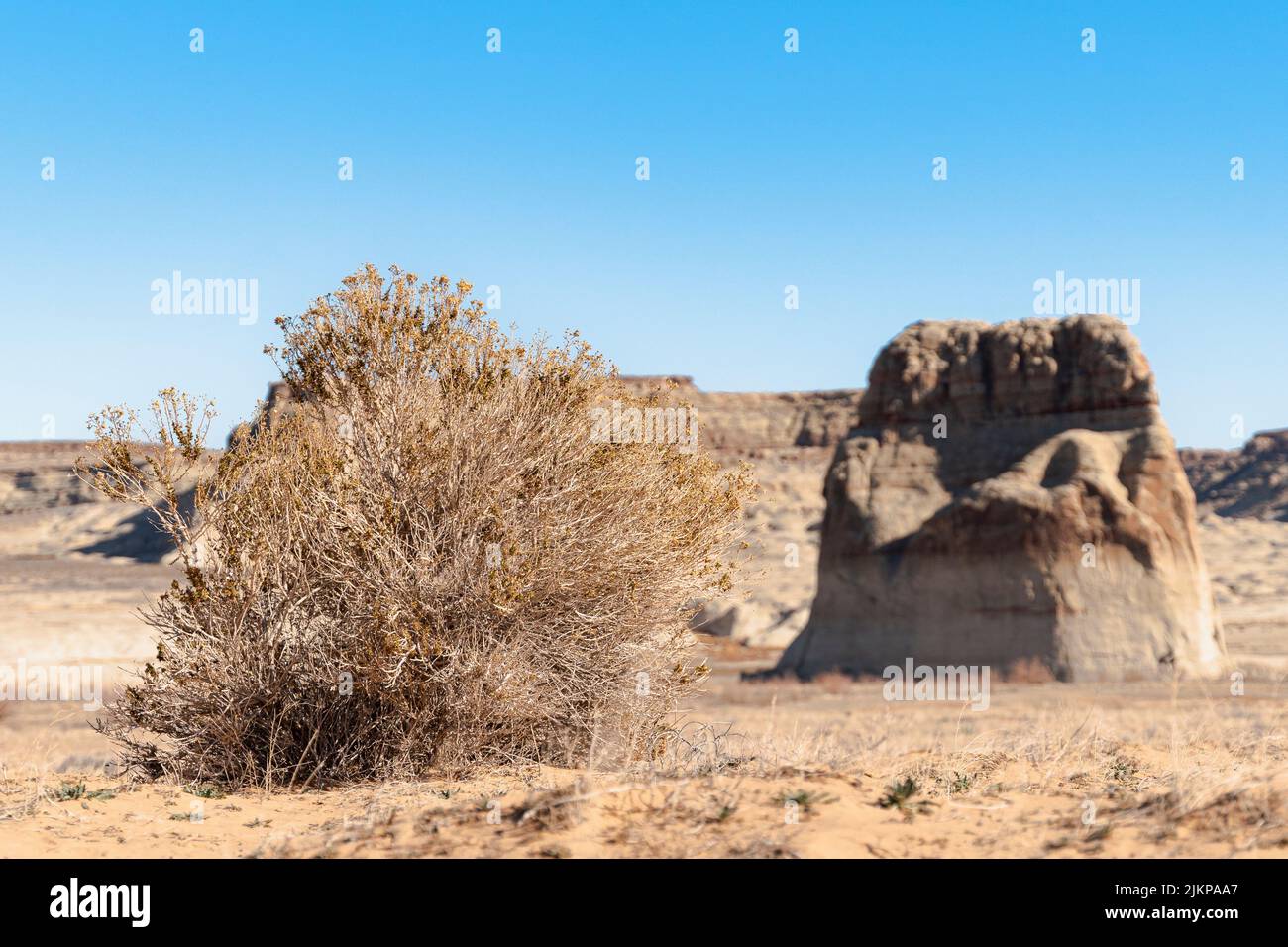 The Haloxylon ammodendron plant next to a rock formation in a desert Stock Photo