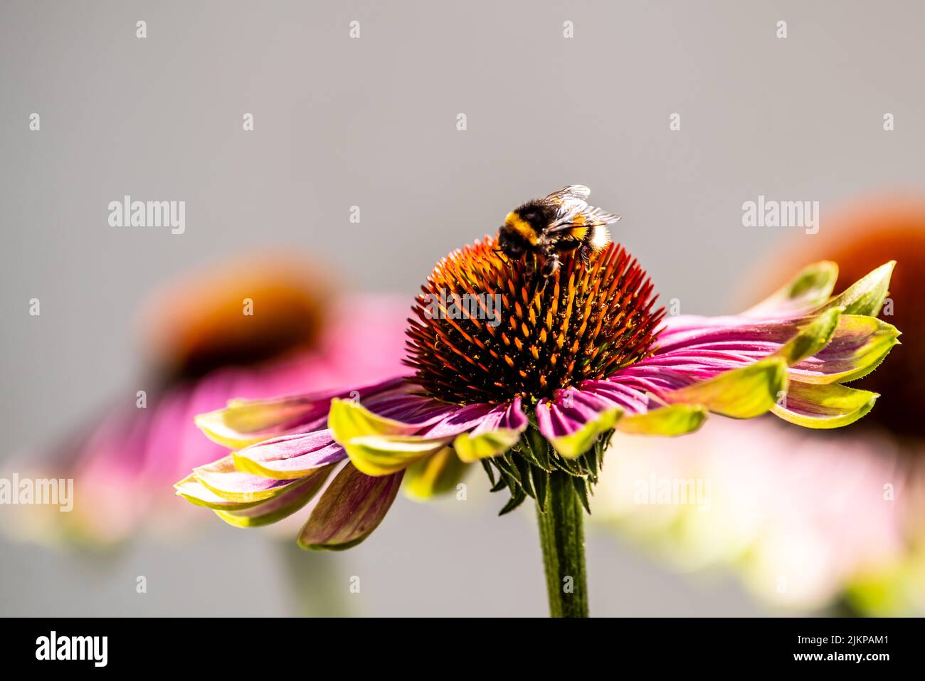 Biene bei der Arbeit auf einem Sonnenhut Stock Photo