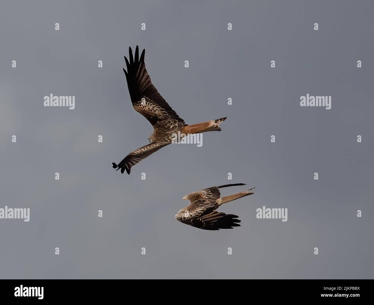 A low-angle shot of two brown Kite birds flying against the cloudy sky on a sunny day Stock Photo