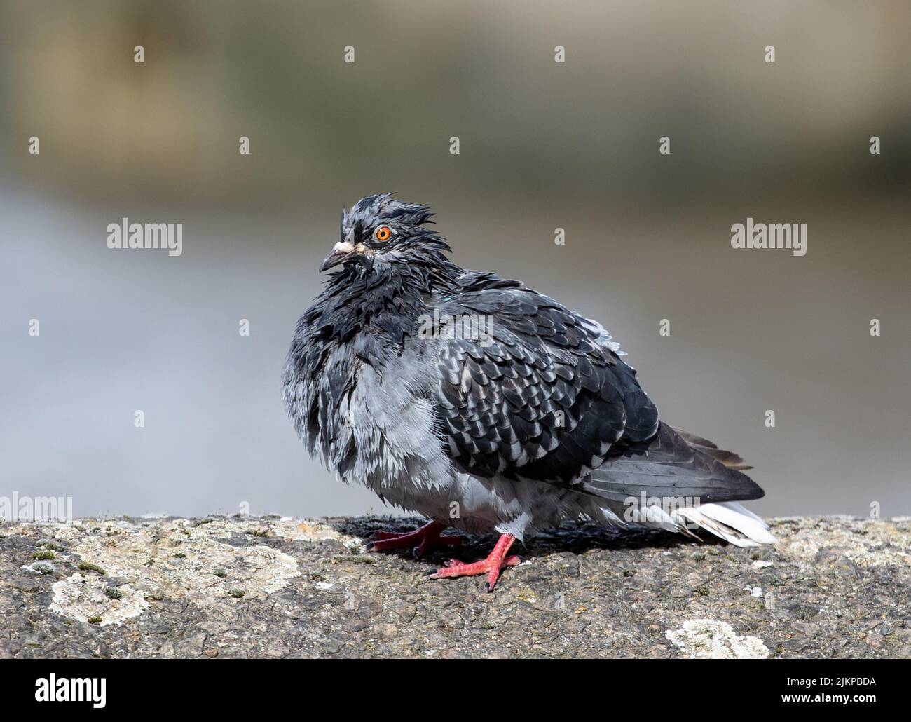 A close-up shot of a Rock dove with wet feathers standing on a rock and drying its feathers at the sun Stock Photo