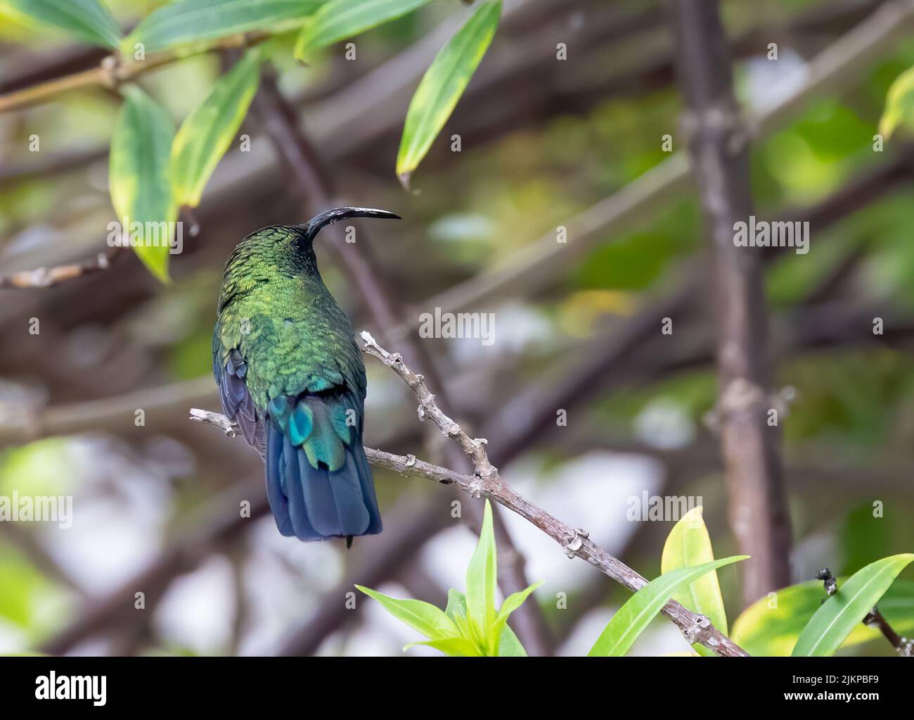 A back shot of a Green throated Carib standing on a tree branch on a sunny day with blurred background Stock Photo