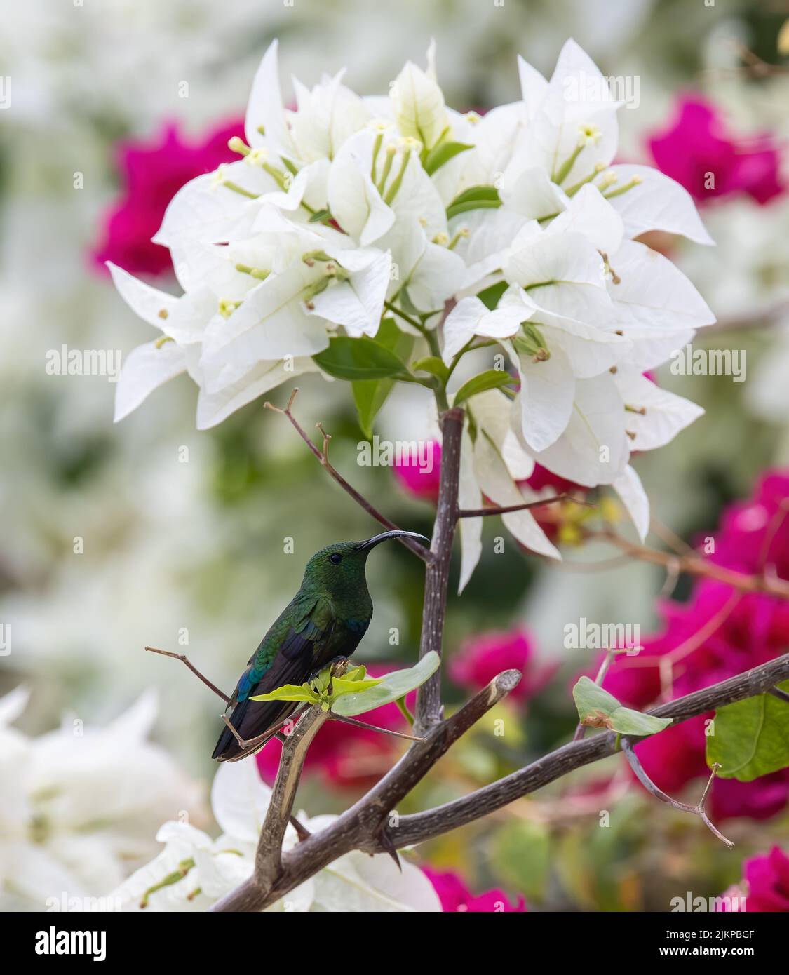 a close up shot of Green-throated carib bird on a branch under the Bougainvillea spectabilis flower Stock Photo