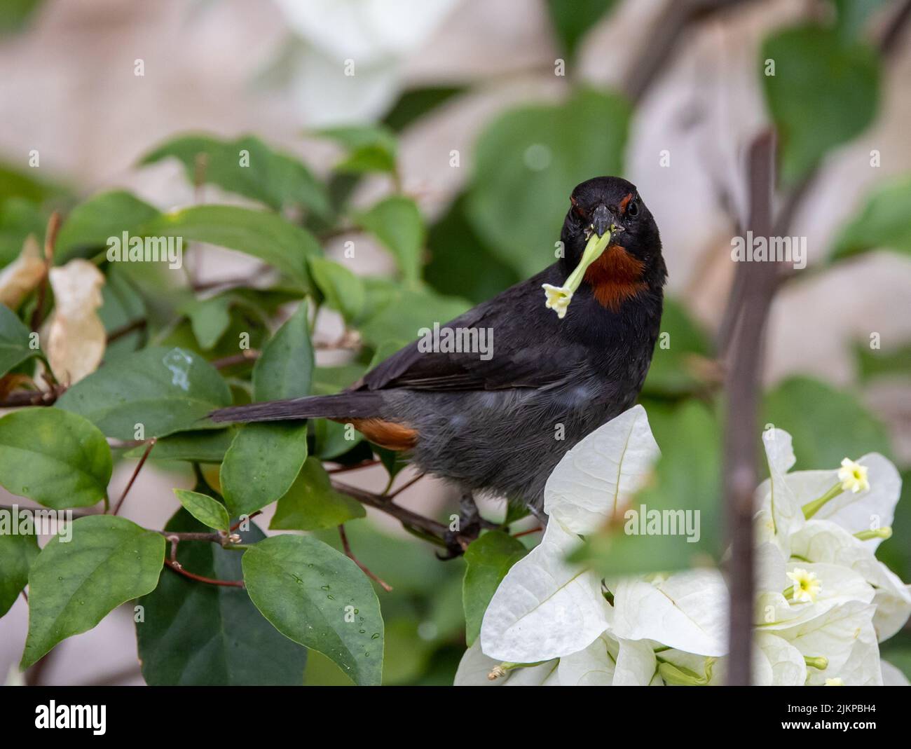 A closeup shot of a Lesser Antillean bullfinch standing on a jasmine tree in the garden with a blurred background Stock Photo