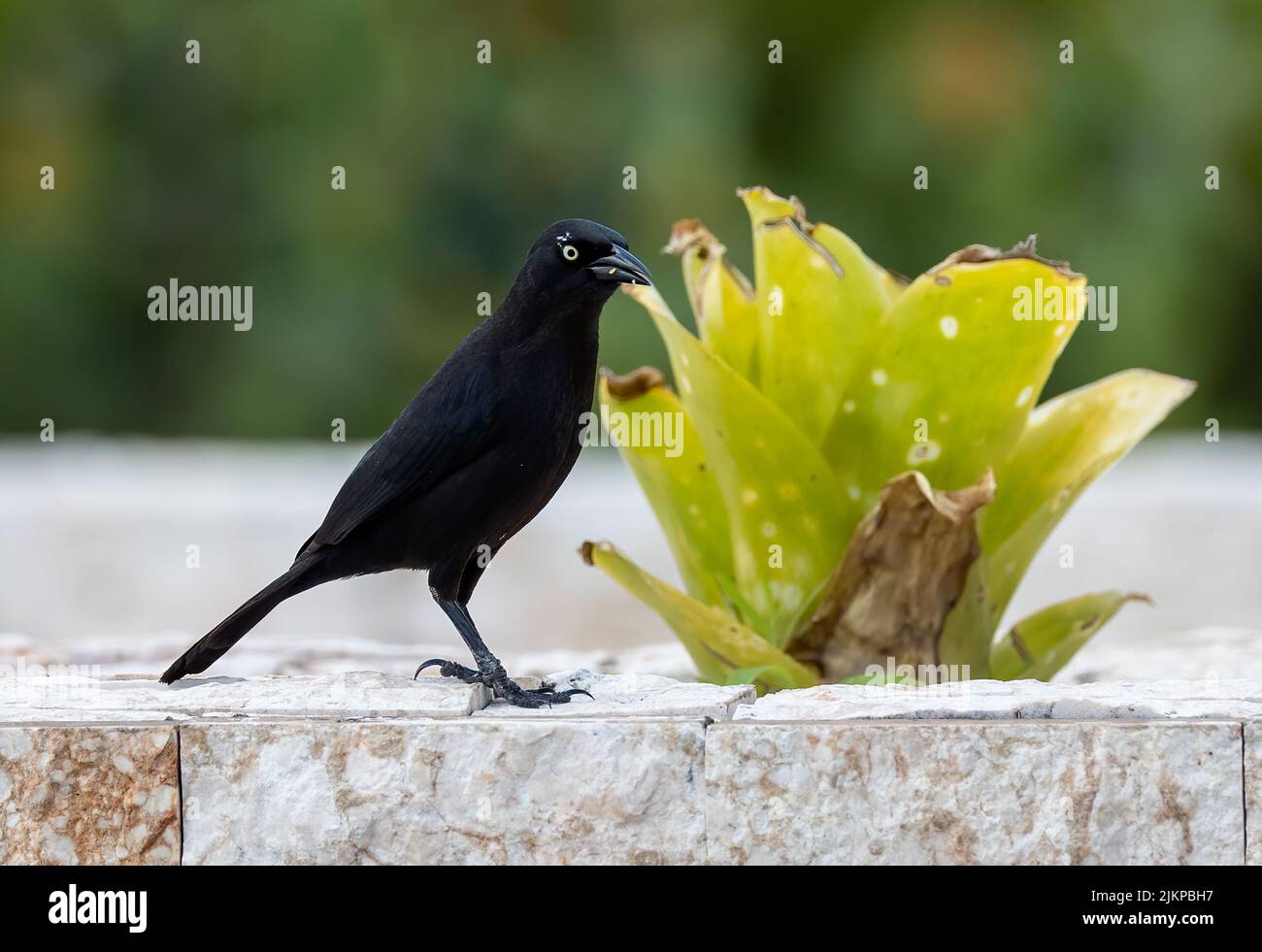 A closeup shot of a Carib grackle bird standing next to a Catopsis berteroniana with blurred green background Stock Photo
