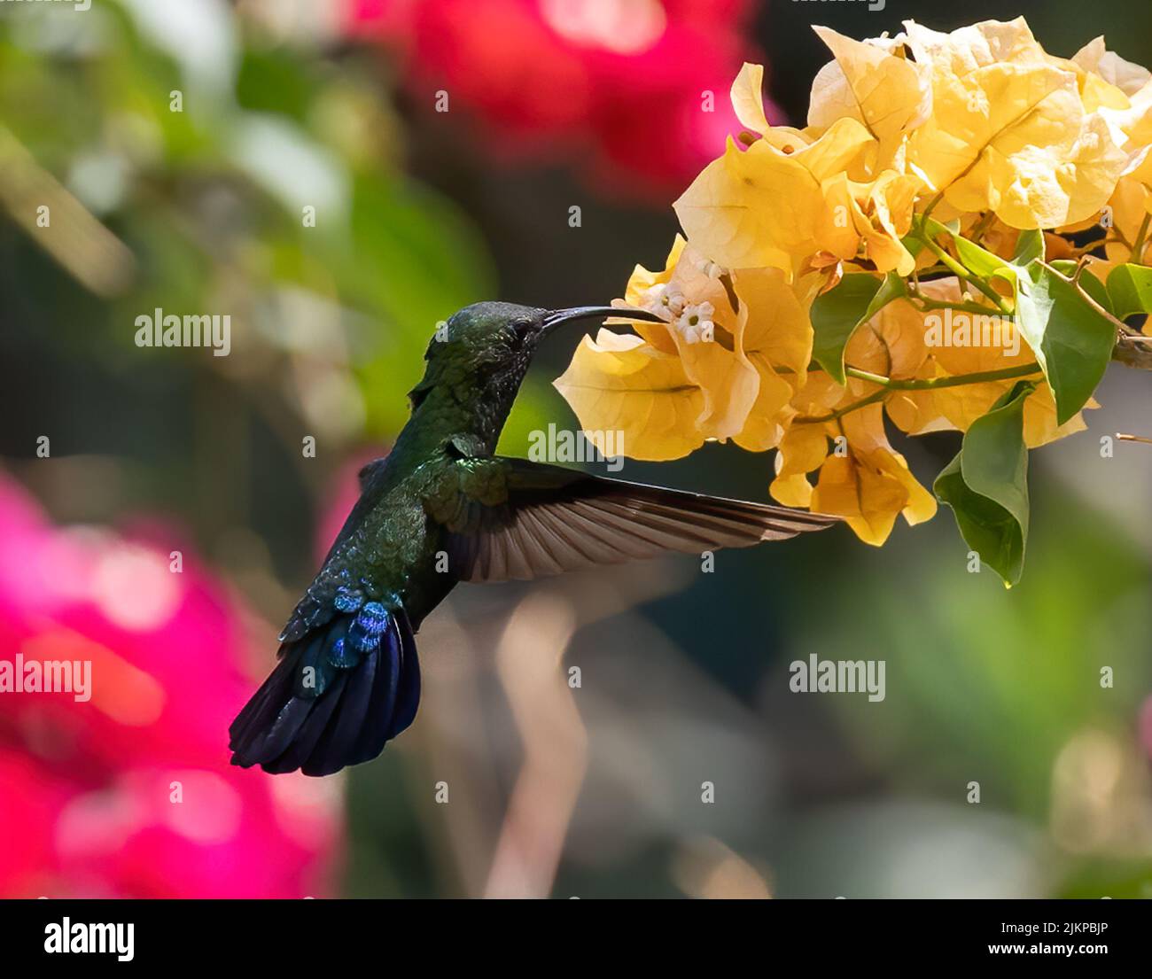 A shallow focus shot of a green throated Carib feeding froma yellow flower on a sunny day with blurred background Stock Photo