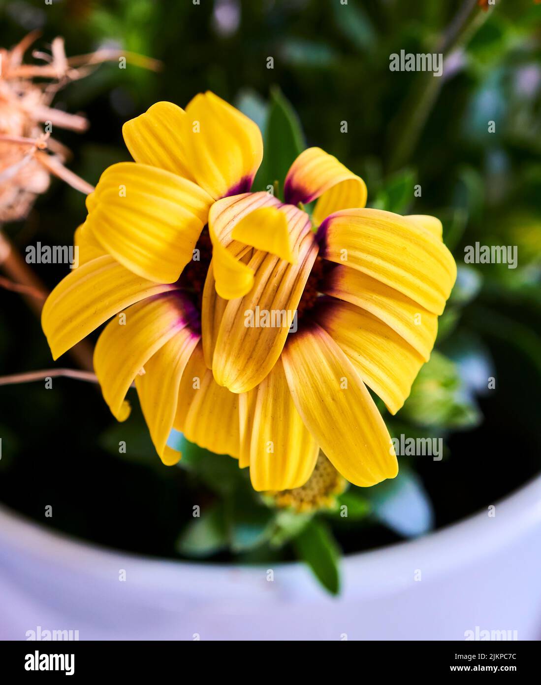 A closeup shot of a yellow cape marguerite, with one petal covering the pistil Stock Photo