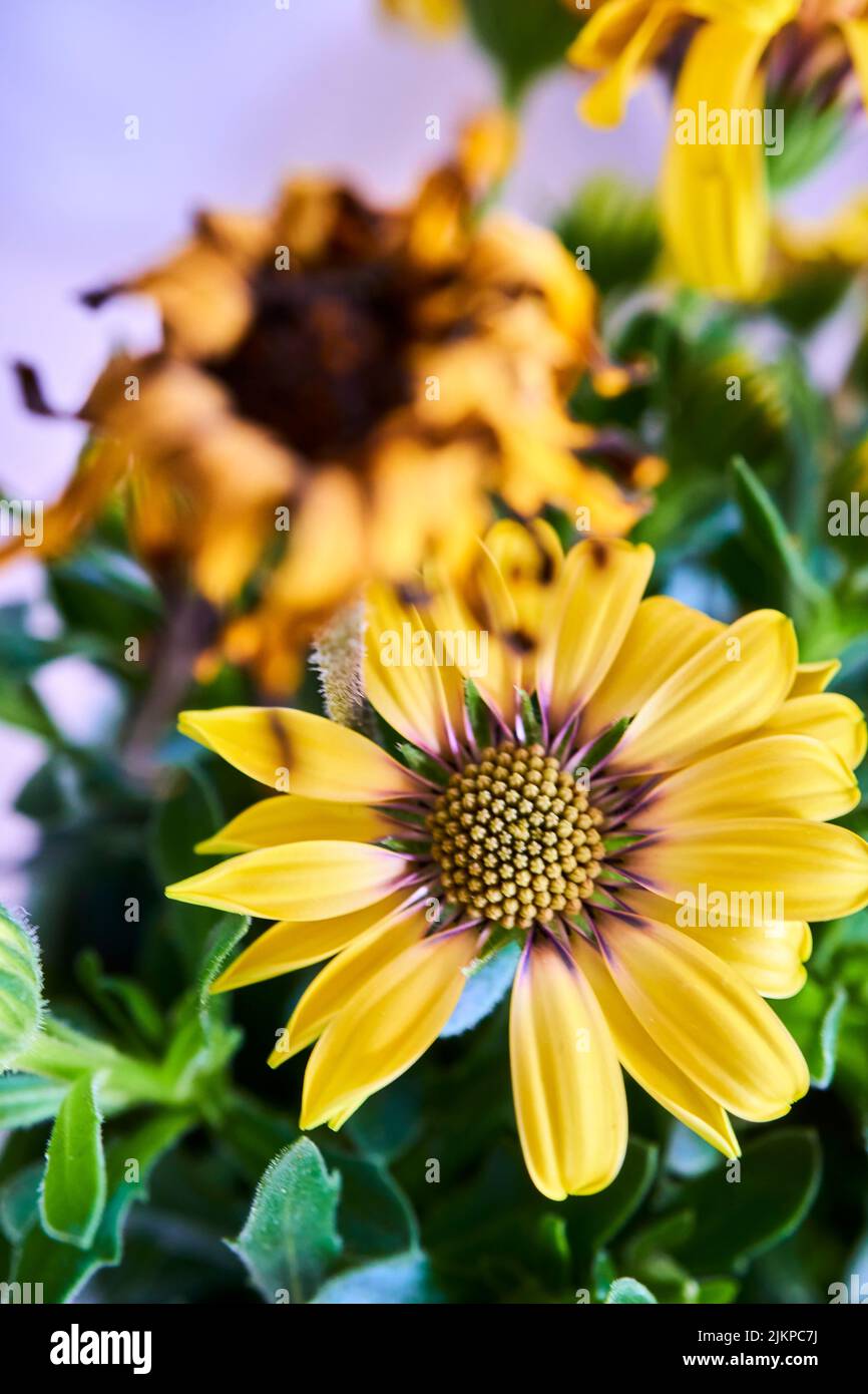 A vertical closeup shot of a yellow cape marguerite, over a blurry background Stock Photo
