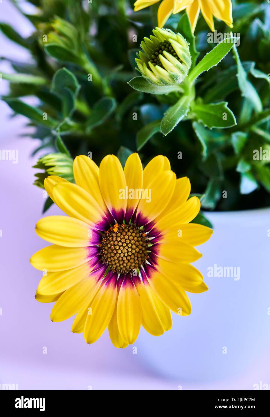 A vertical closeup shot of a yellow cape marguerite over a background of the leaves hanging from the flower pot Stock Photo