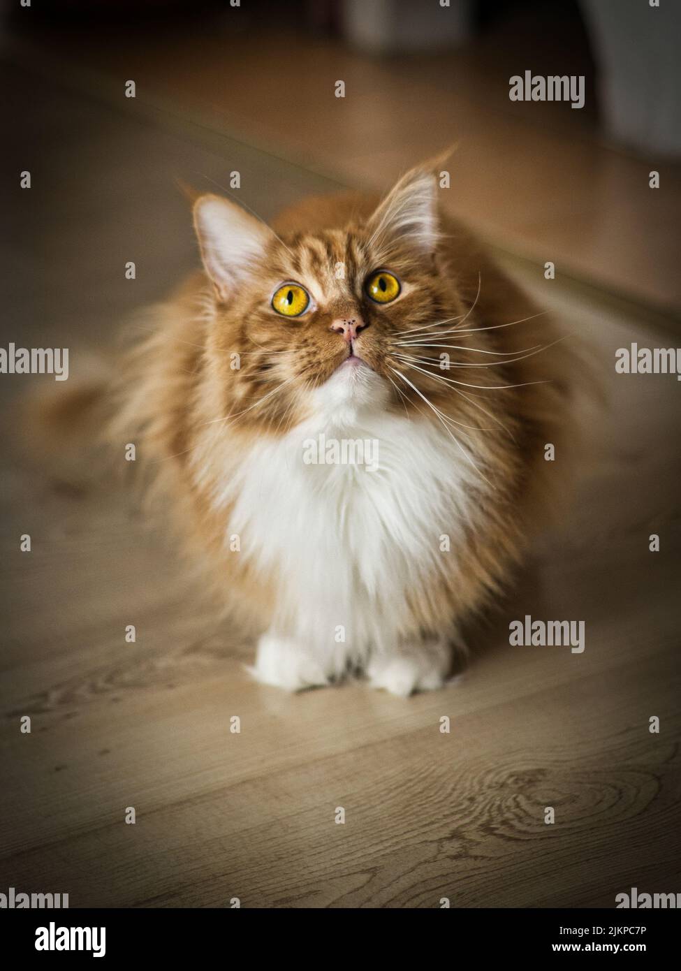 A vertical shot of a cute brown and white Maine Coon cat staring at the