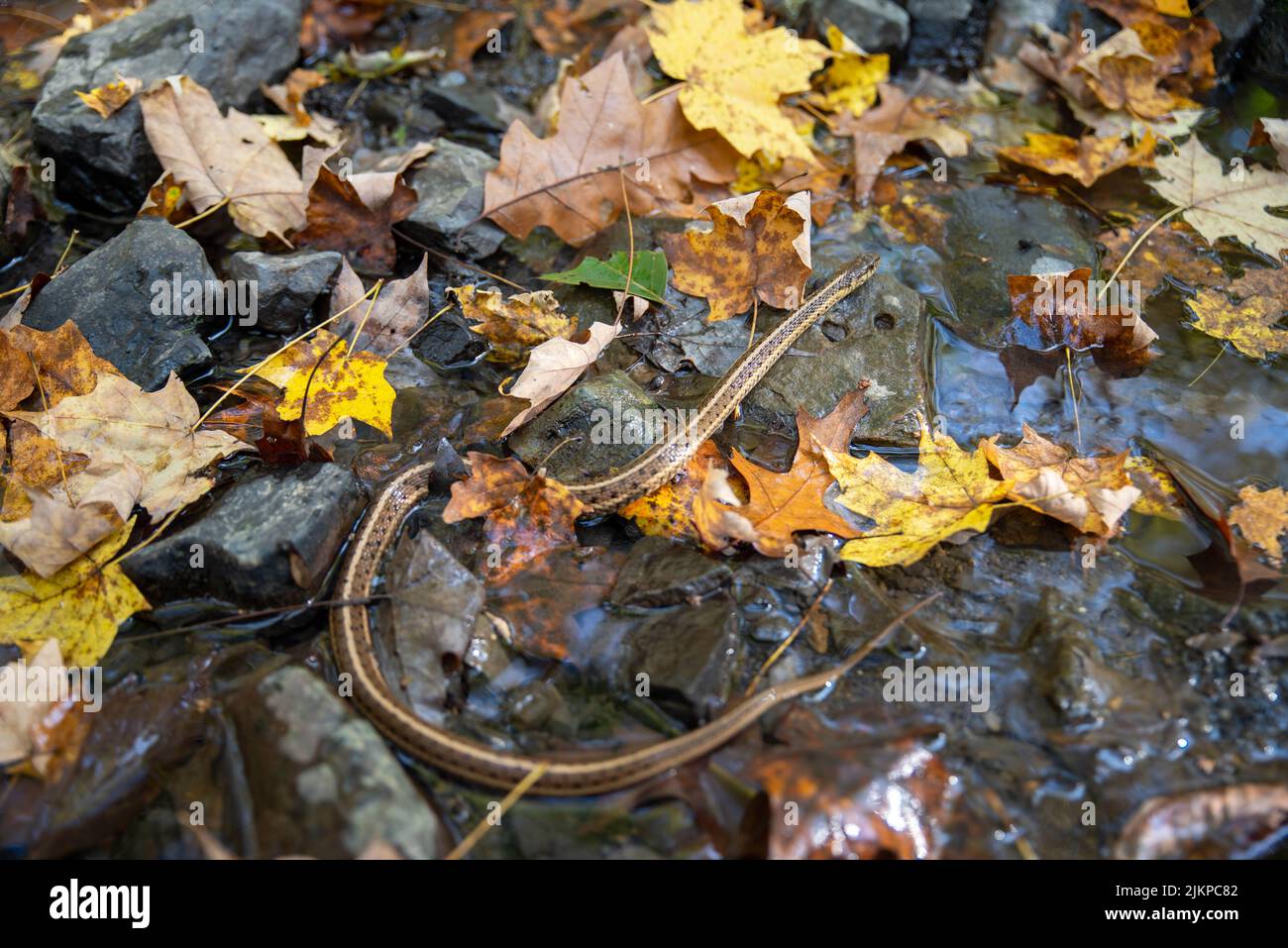 Closeup of a garter snake in its natural woodland stream habitat Stock Photo