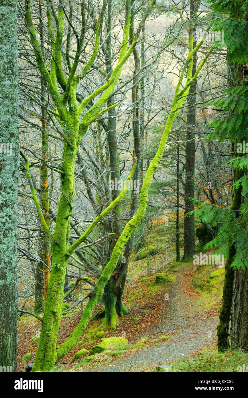 A vertical shot of some leafless trees in a green forest Stock Photo ...