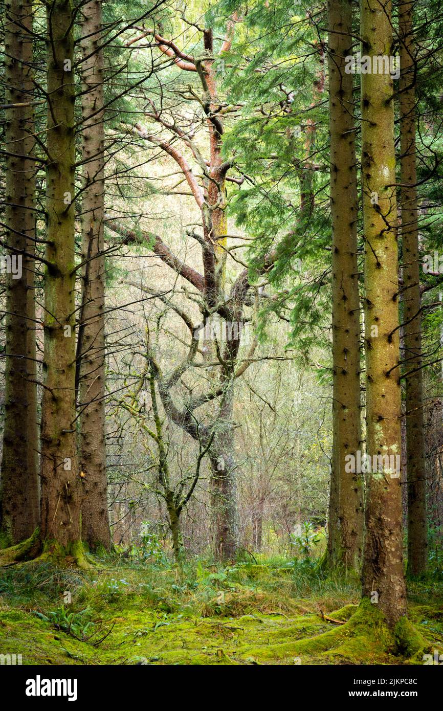 A vertical shot of some leafless trees in a green forest Stock Photo ...