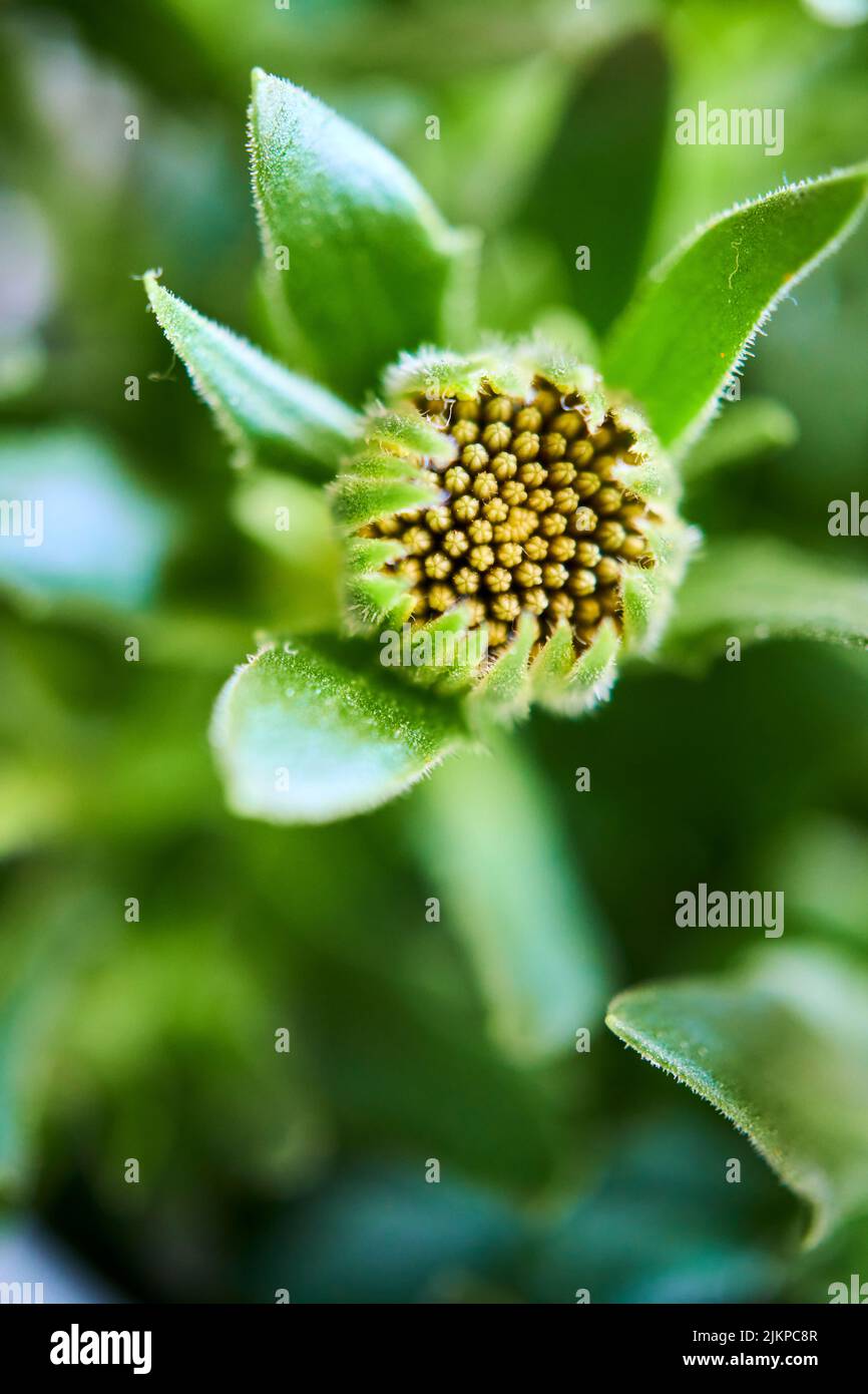 A vertical closeup shot of a closed cape marguerite flower, with a blurry background of green leaves Stock Photo