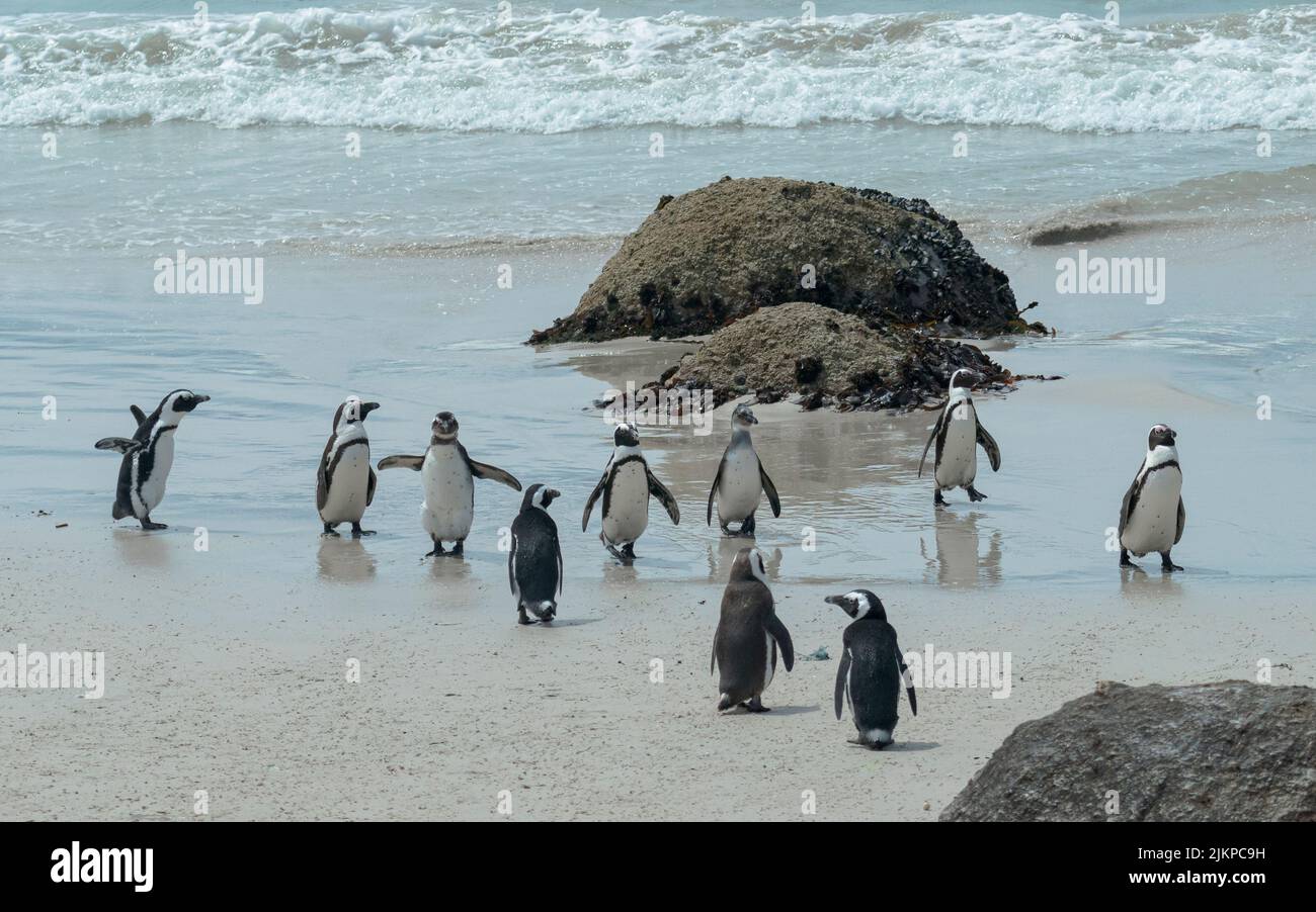 A group of penguins walking in front of a sea shore Stock Photo
