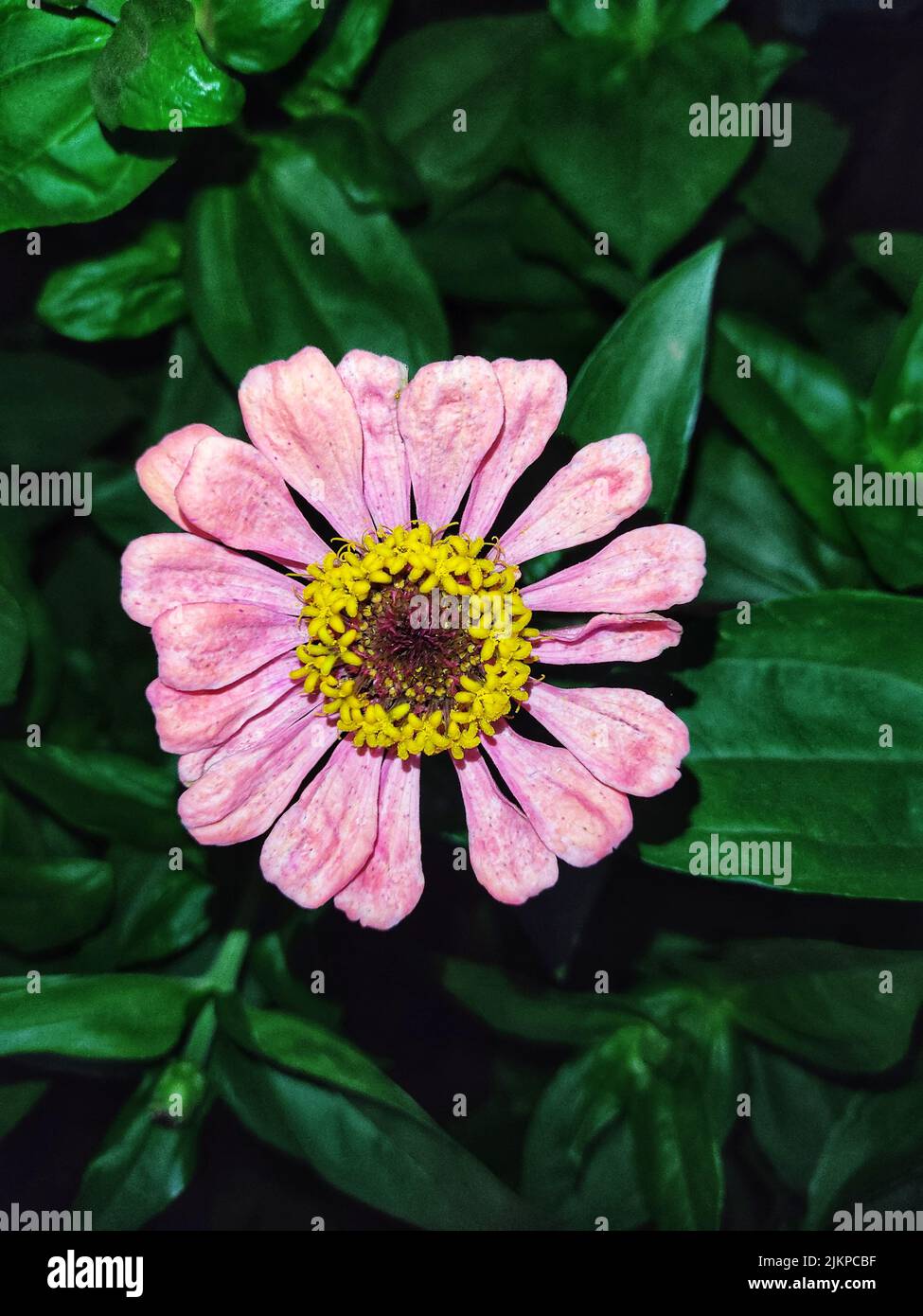 A vertical close up shot of a Zinnia elegans pink flower Stock Photo