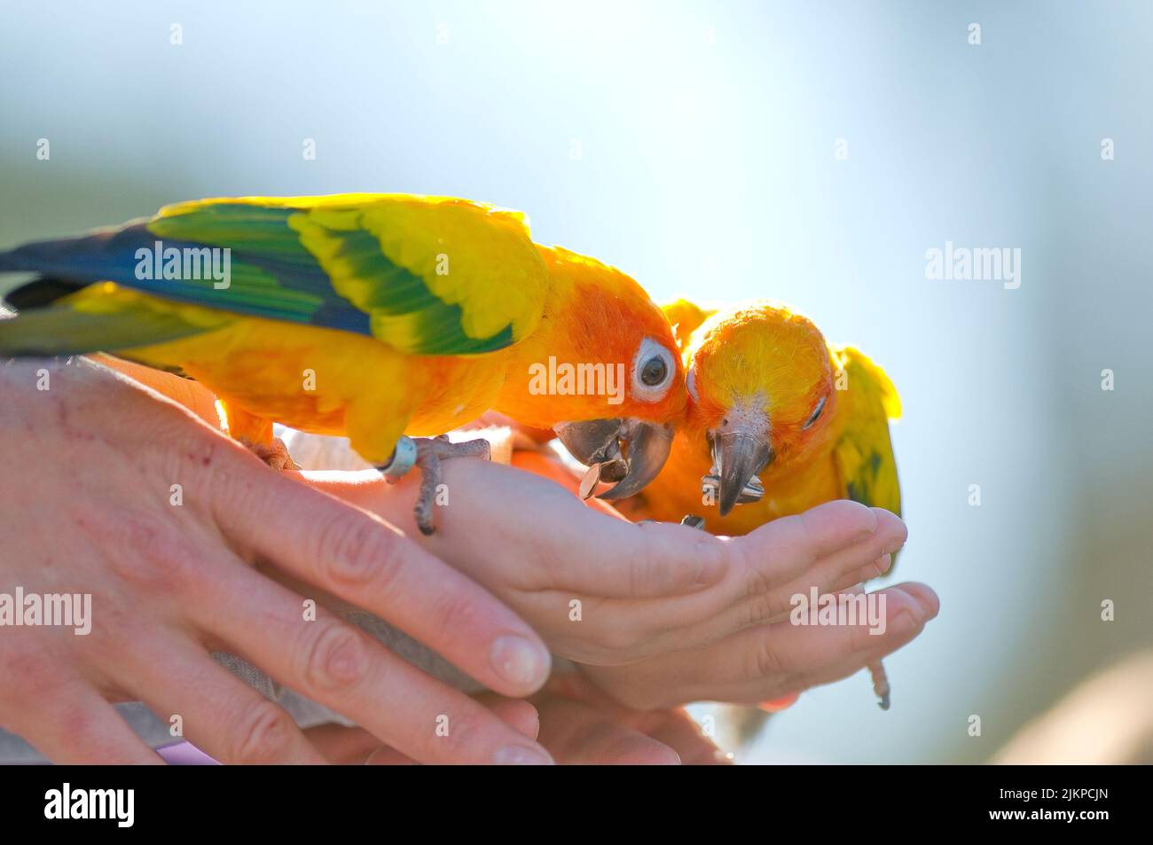 A Two parrots eat sunflower seeds from the hands of a man in the park