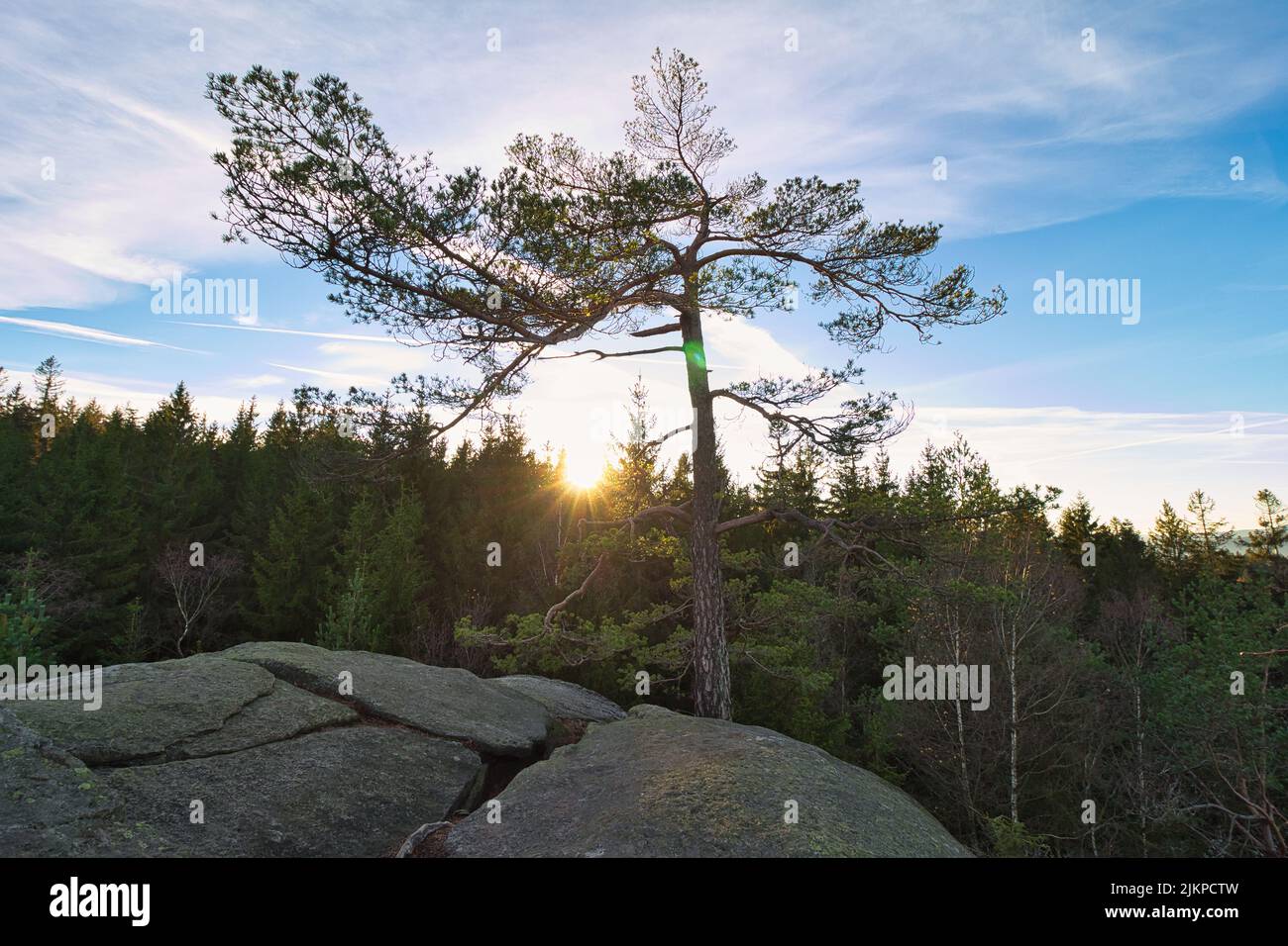 A single pine tree grows on a rock and there is a dense forest below Stock Photo
