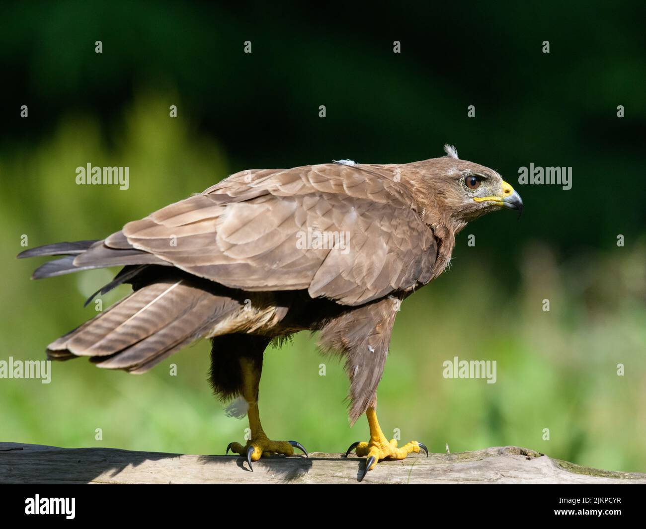 A closeup shot of a common buzzard on tree , ready to take off Stock Photo
