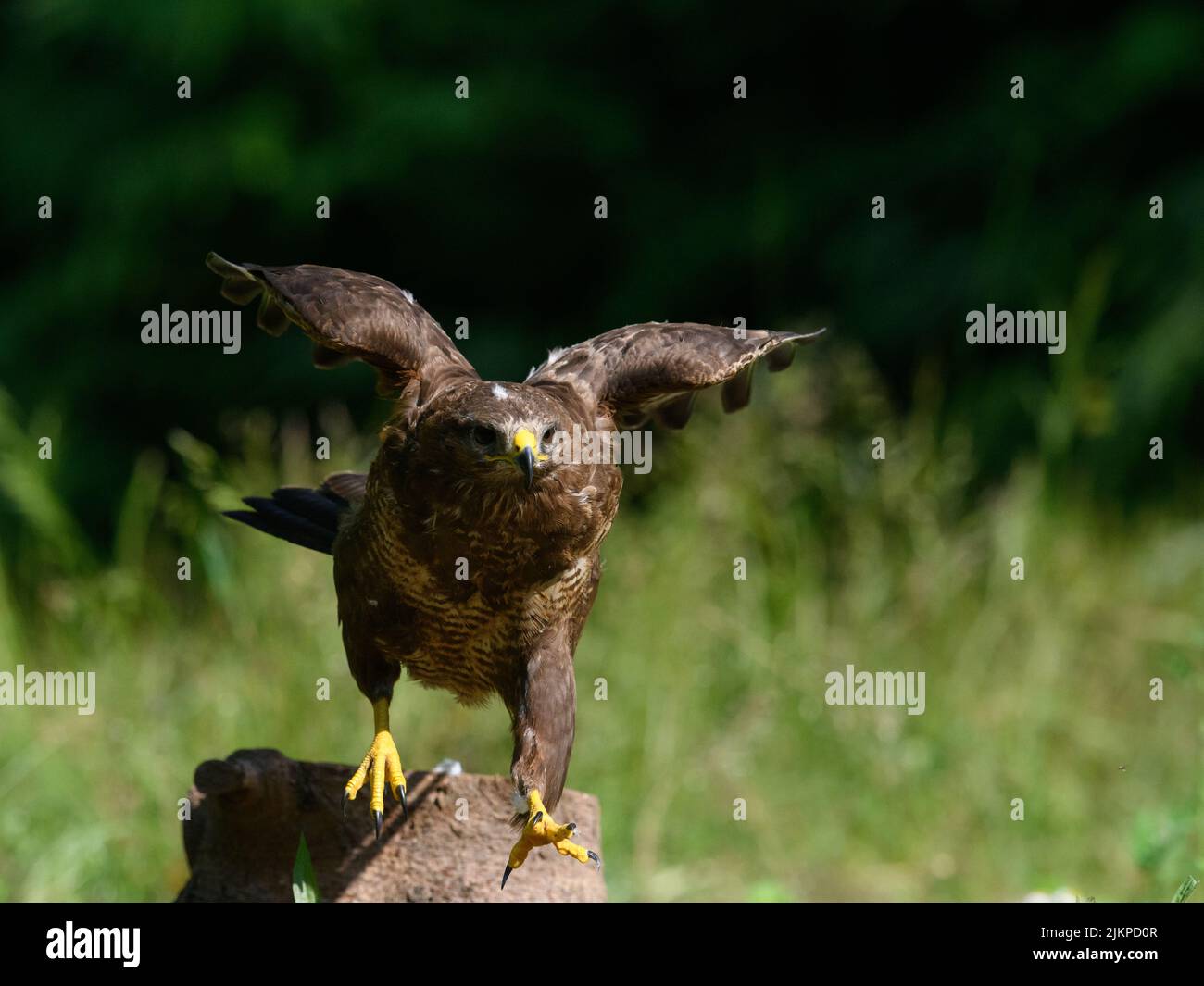 A closeup shot of a common buzzard on tree , ready to take off Stock Photo