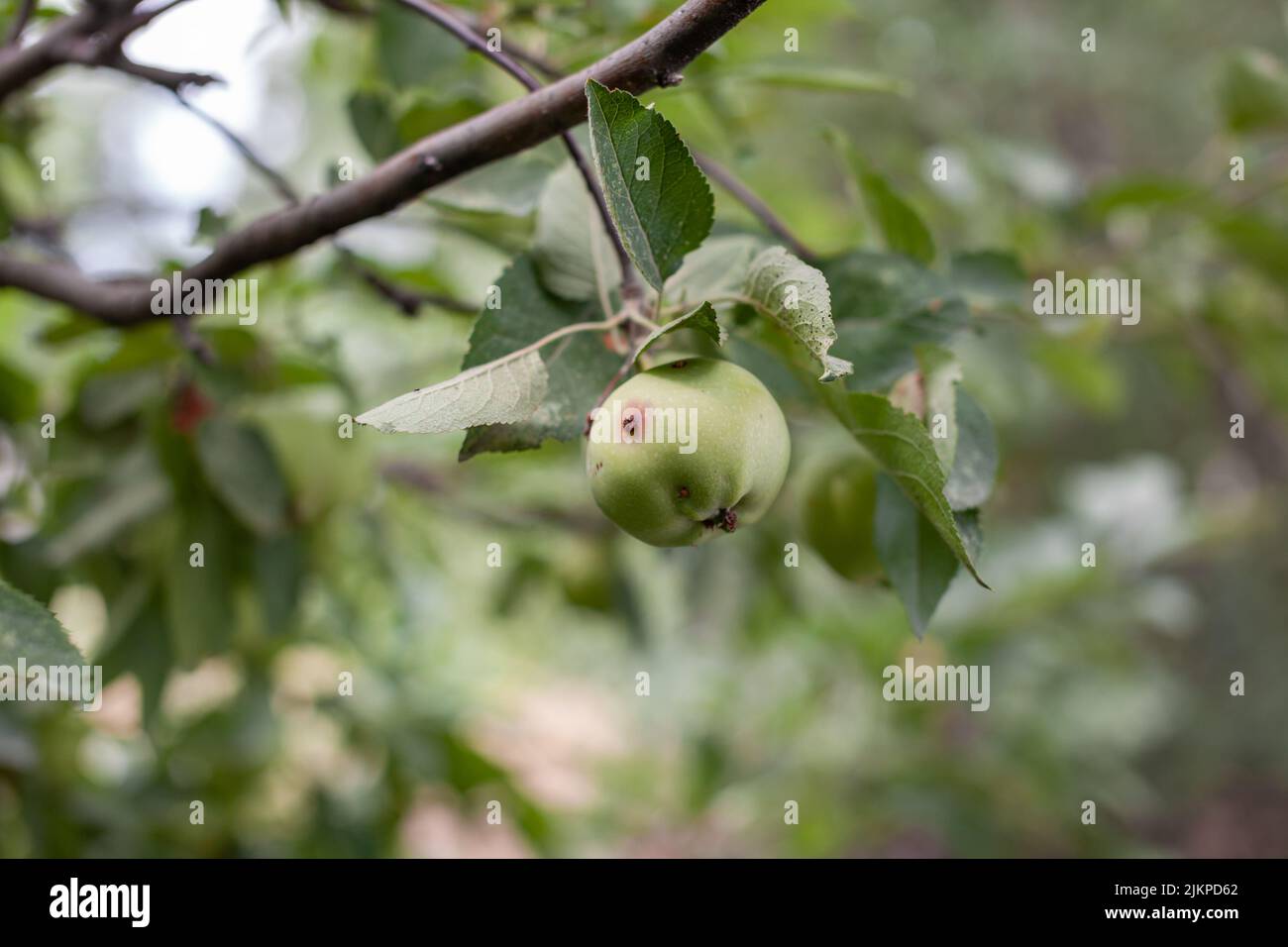 A green worm-eaten apple weighs on a tree branch in the garden. An apple affected by the disease, on a branch of an apple tree in the garden. A sick s Stock Photo