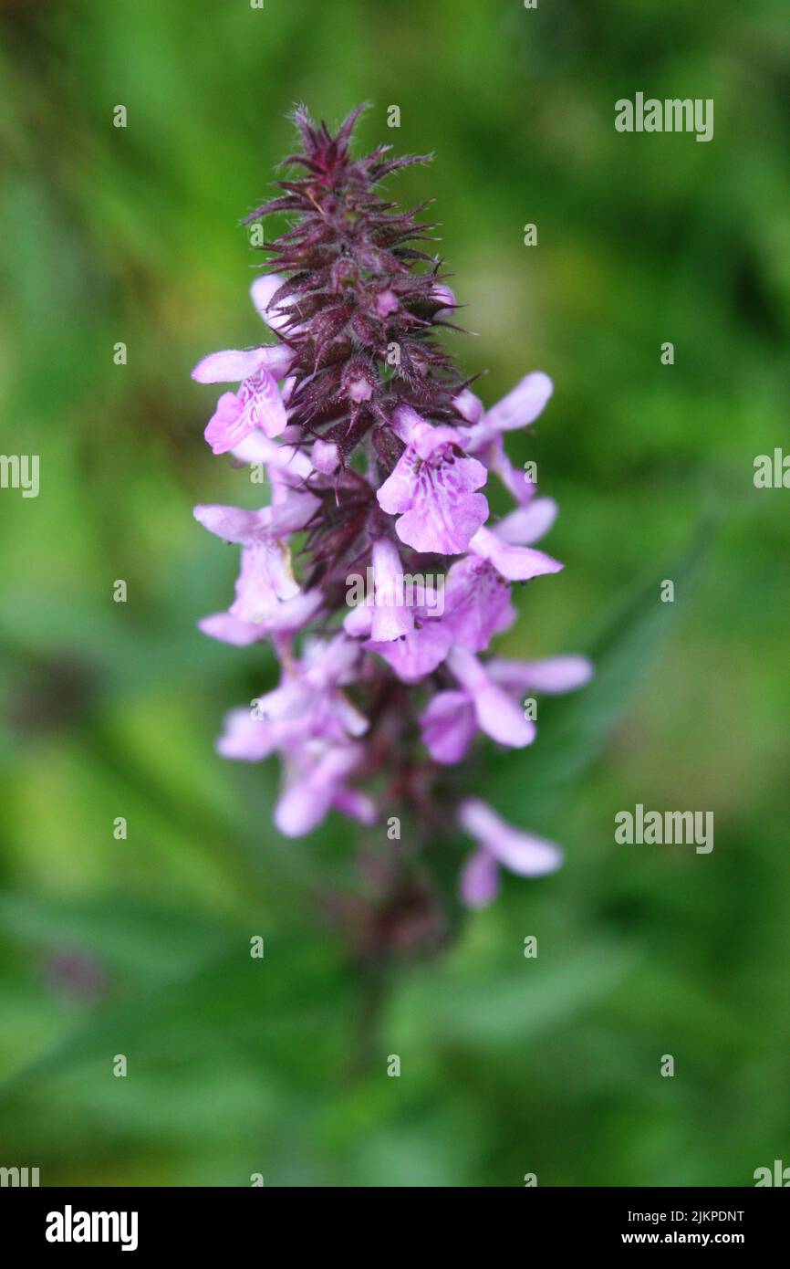 Tender light purple flowers of a plant of Lamiaceae family Stock Photo