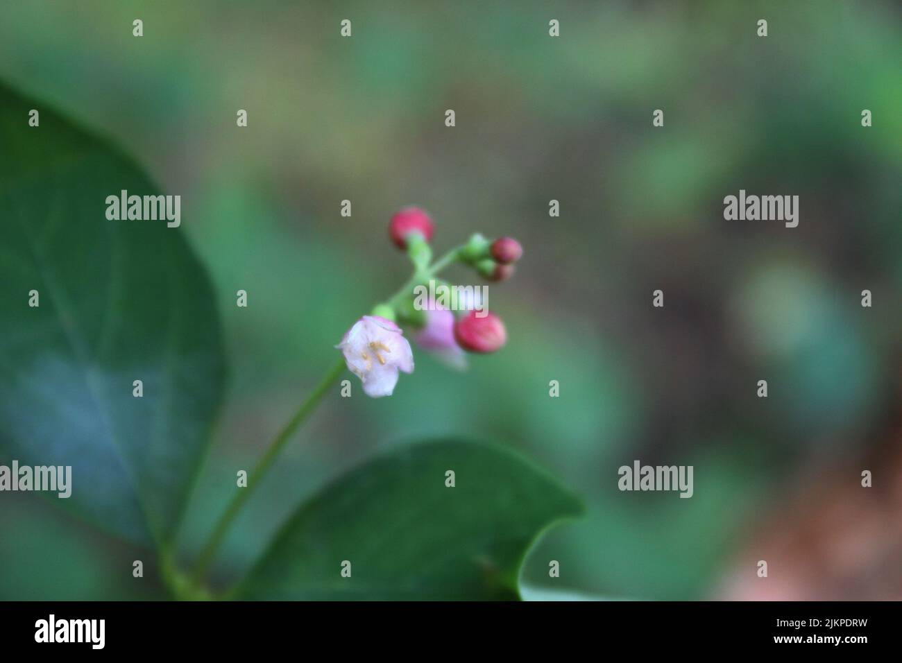 Tender pink flowers of common snowberry (Symphoricarpos albus) close up Stock Photo