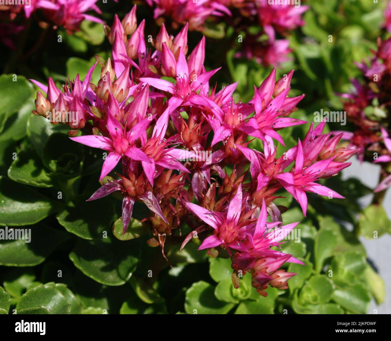 Bright pink flowers of Caucasian stonecrop or two-row stonecrop (Sedum spurium) close up Stock Photo