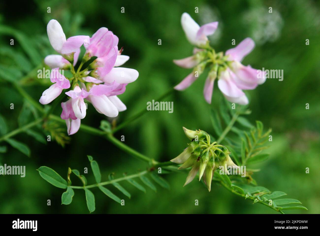 Lilac flowers of purple milk-vetch (Astragalus danicus) with green leaves Stock Photo