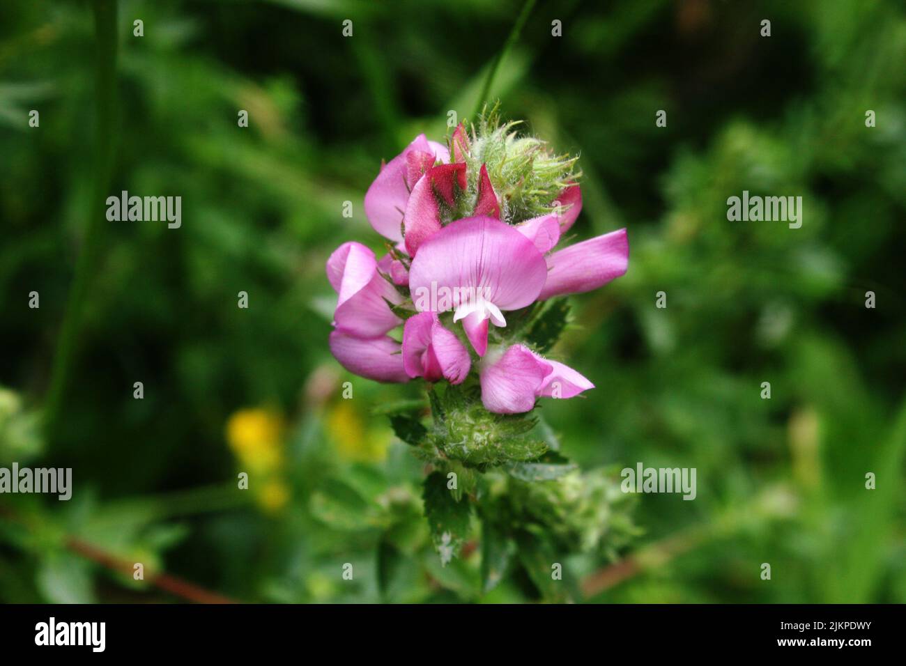 Tender pink flower of restharrow (Ononis arvensis) close up Stock Photo