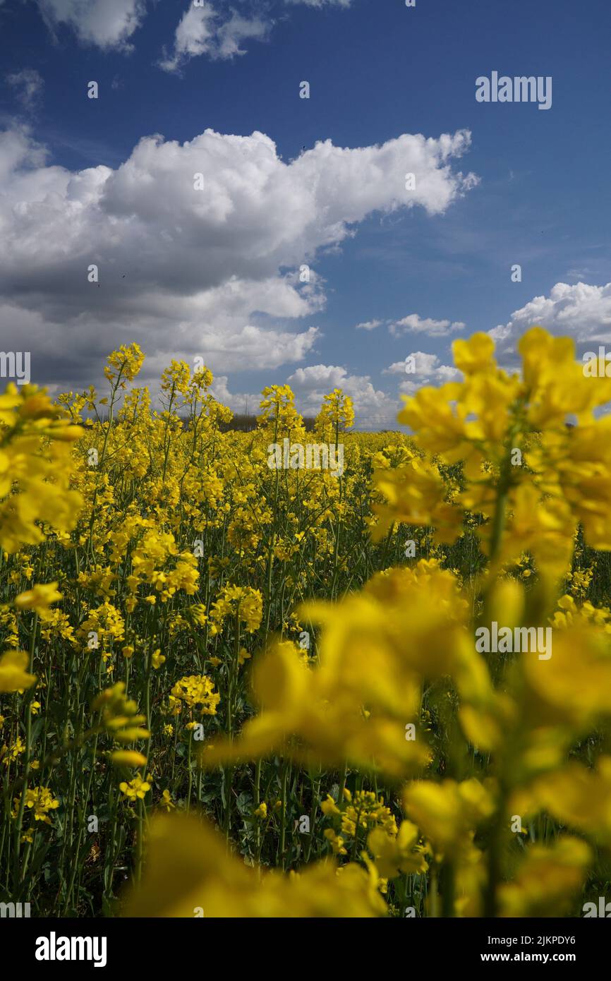 A closeup of a field with vibrant yellow flowers Stock Photo
